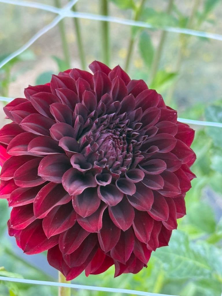 Fidalgo Blacky dahlia