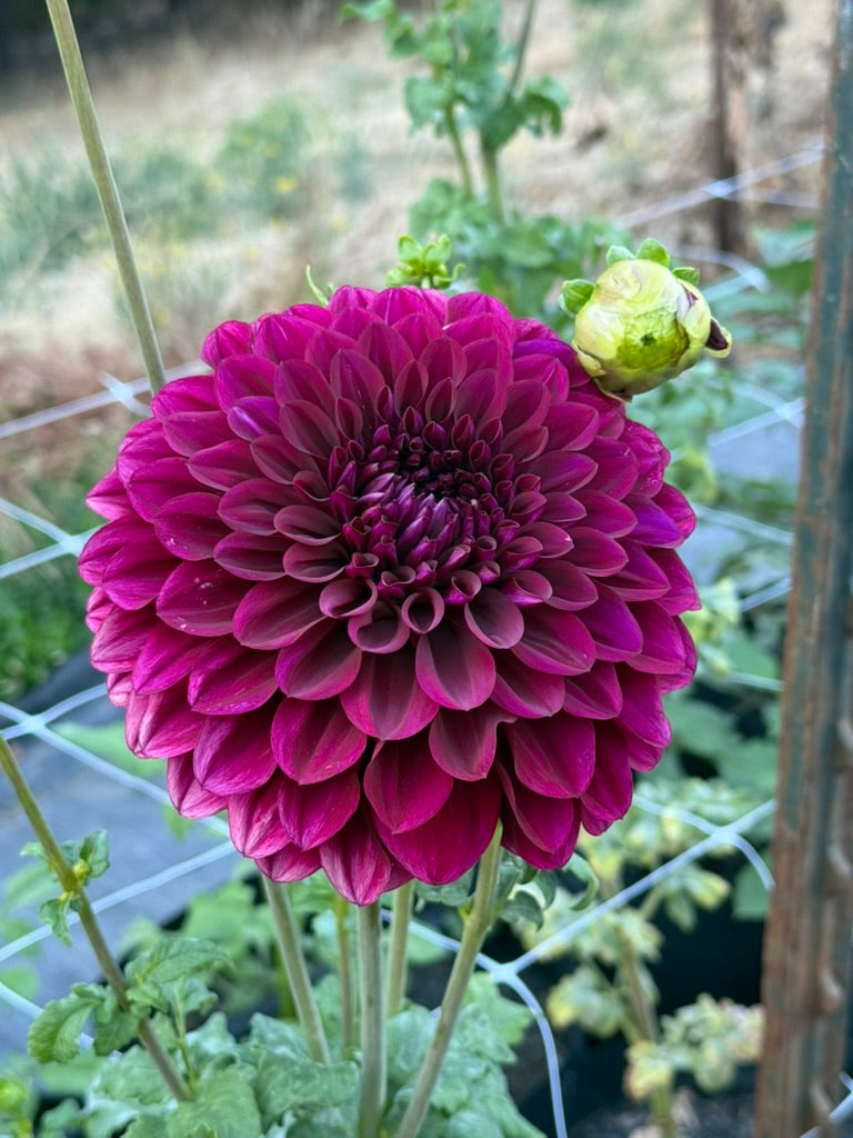 Colleen Mooney dahlia