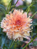 Peach Bud image 0