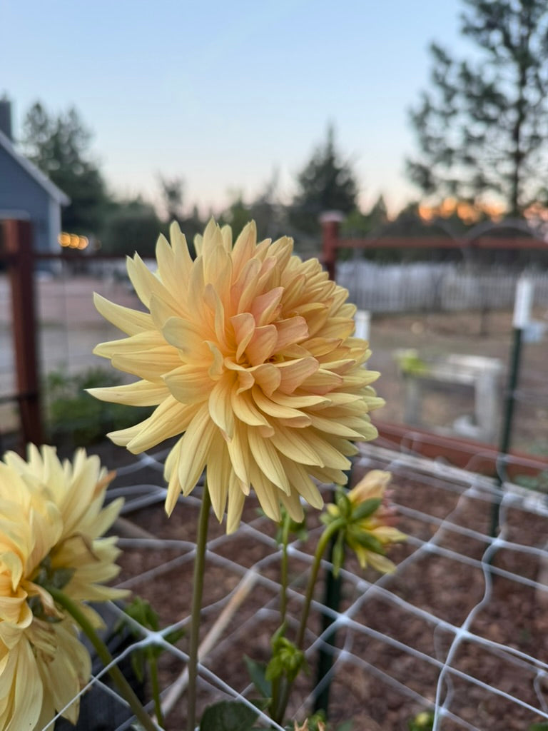 Eden Inga dahlia