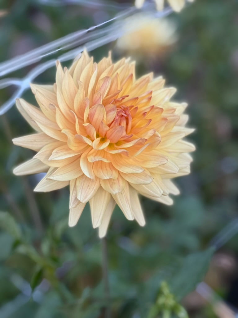 Eden Inga dahlia