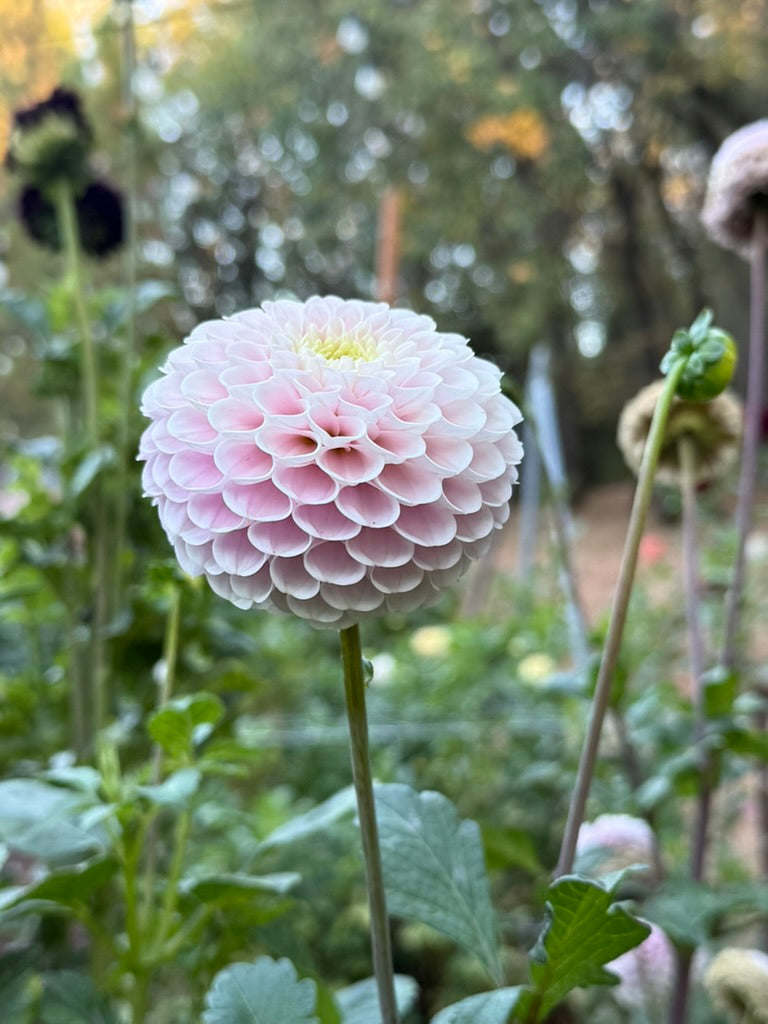 20th Ave Delicada dahlia