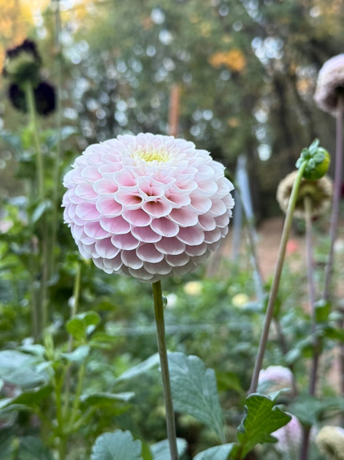 20th Ave Delicada dahlia