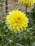 AC Golden Nickels dahlia