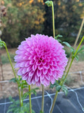Bloomquist Grandiose dahlia
