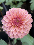Finches Cornman dahlia