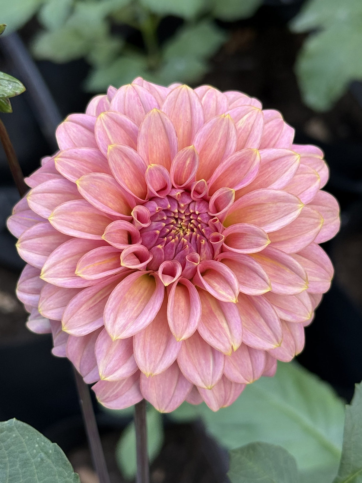 Finches Cornman dahlia