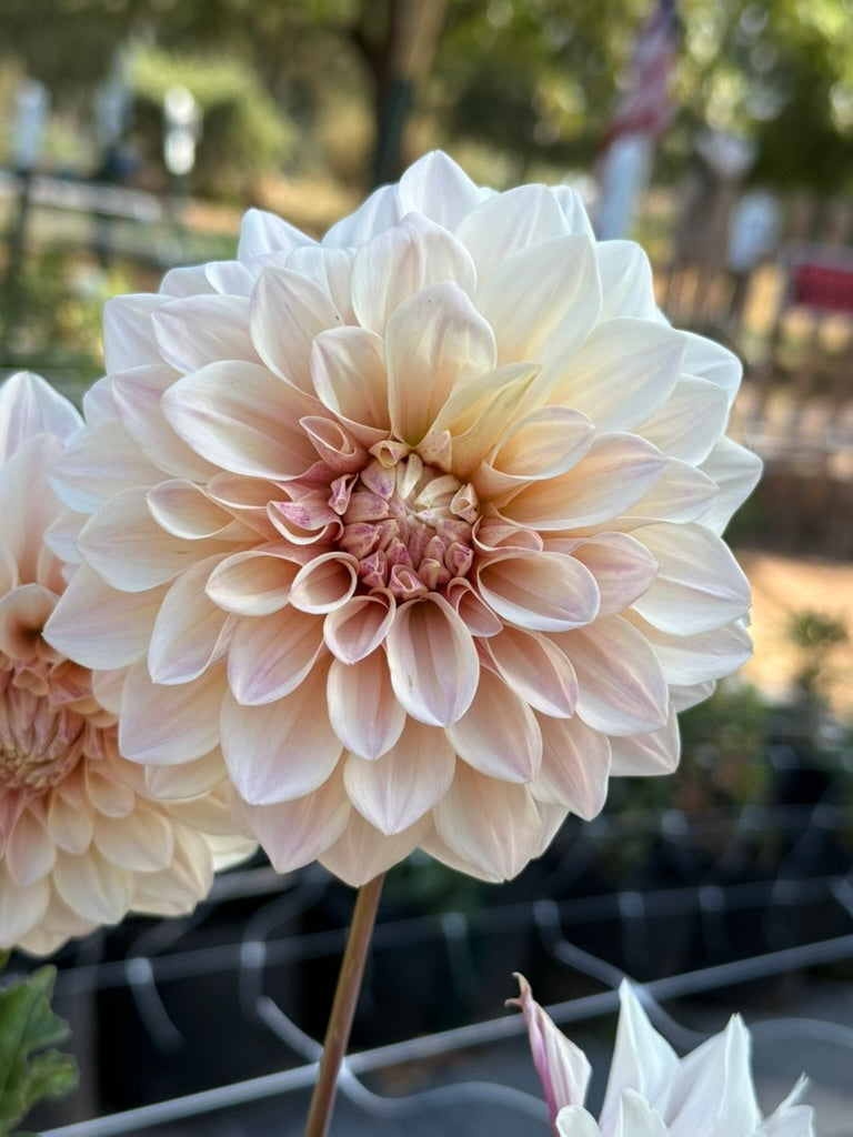 Florelie Antique dahlia