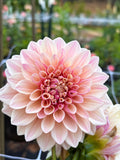 Florelie Antique dahlia