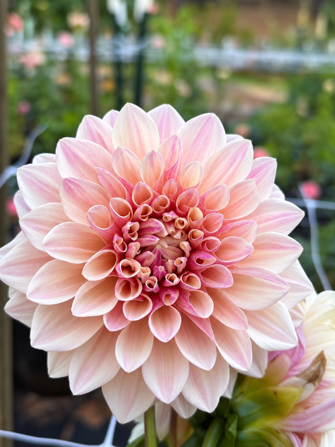 Florelie Antique dahlia