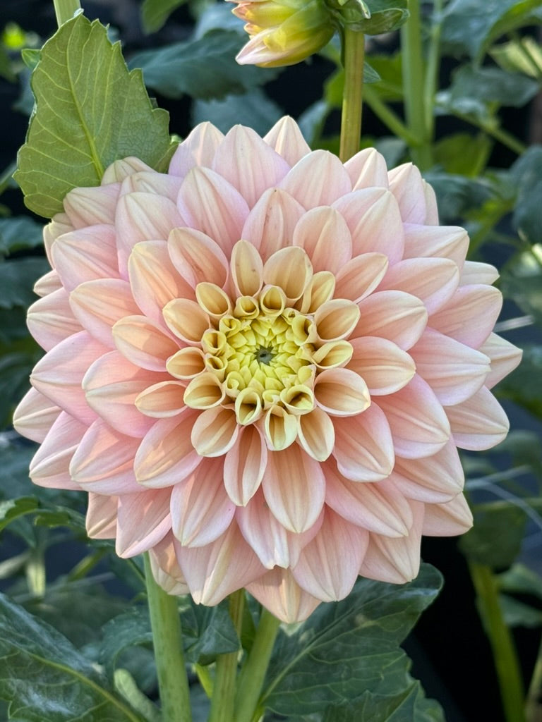 Florelie Kindness dahlia
