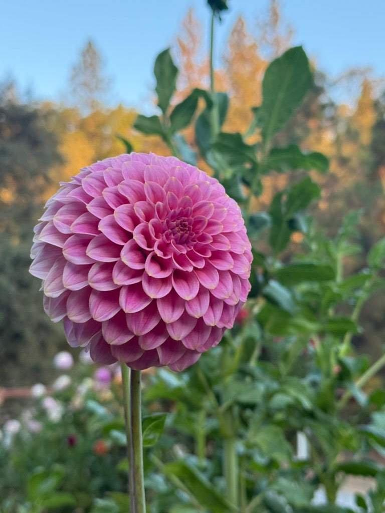 Florelie Omen dahlia