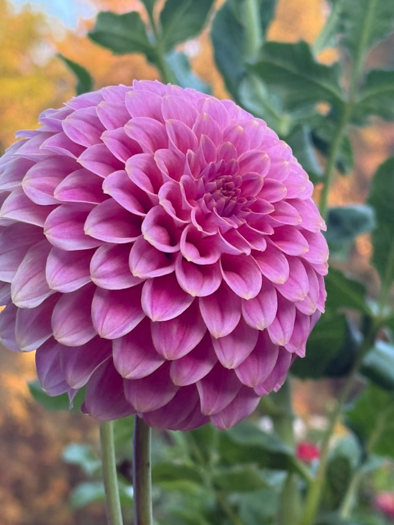 Florelie Omen dahlia