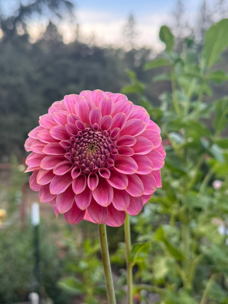 Florelie Omen dahlia