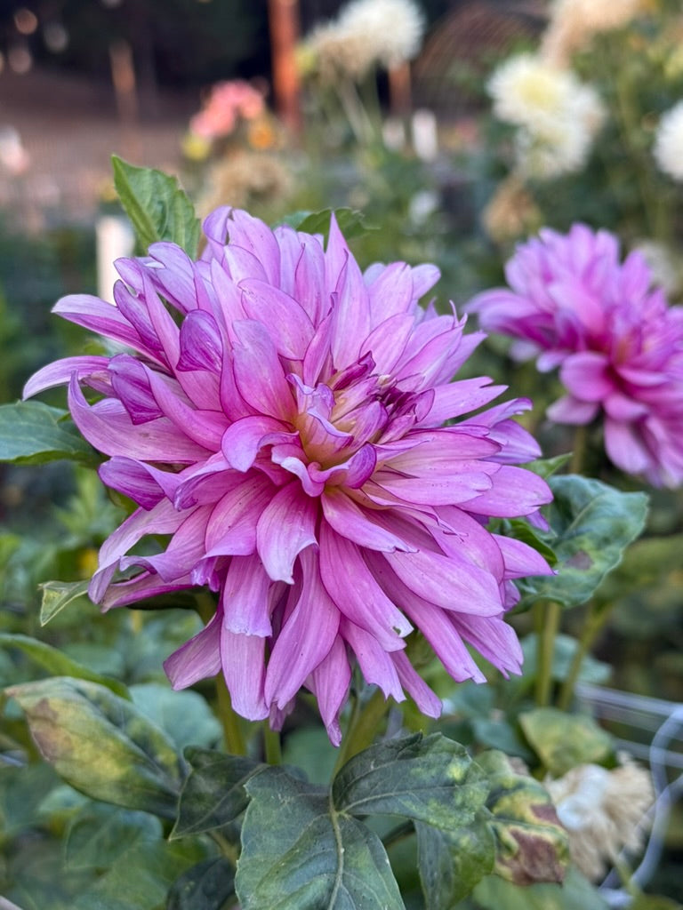 For Robin dahlia