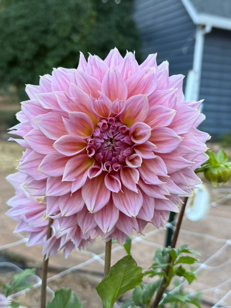 Formby Monarch dahlia
