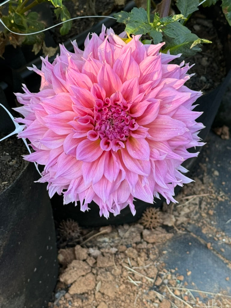 Formby Monarch dahlia