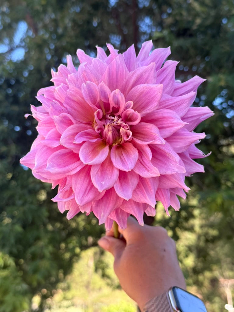 Formby Monarch dahlia