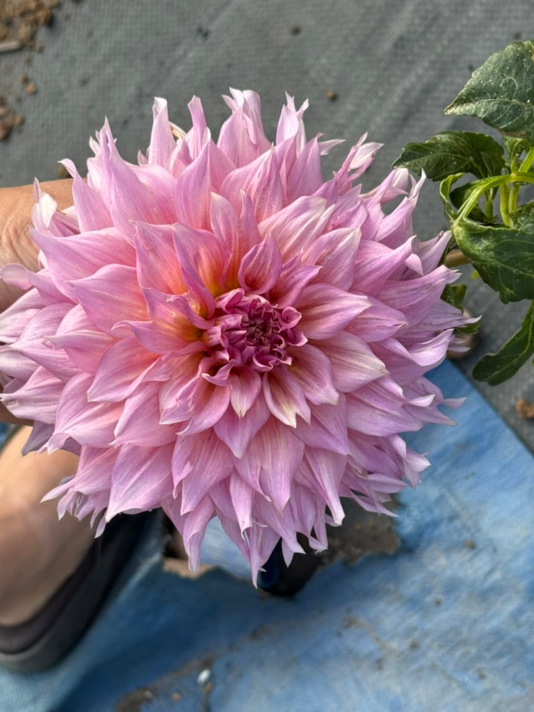 Formby Monarch dahlia