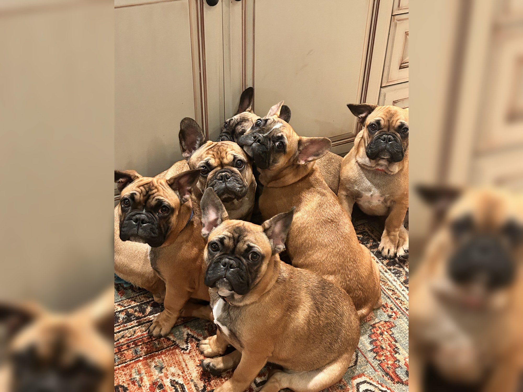 French bulldogs at the Frenchie Farm