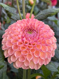 Ghislane dahlia