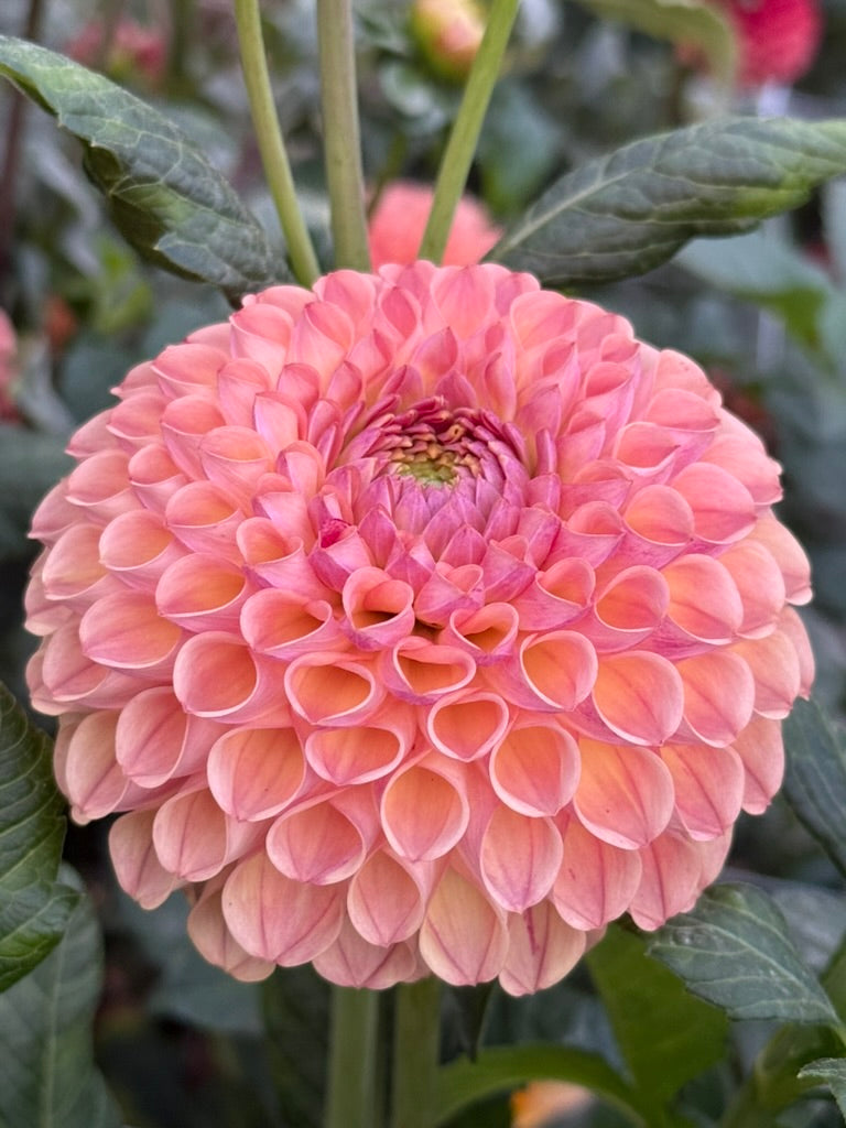 Ghislane dahlia