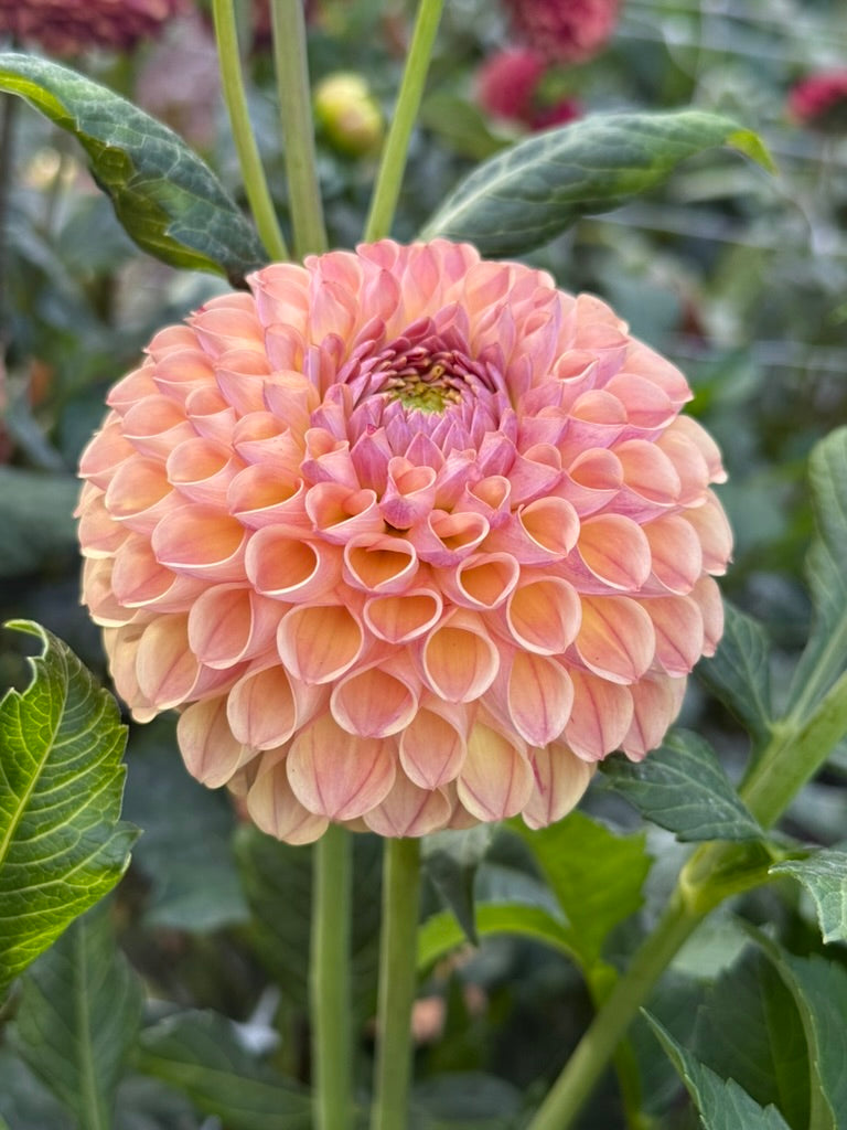 Ghislane dahlia