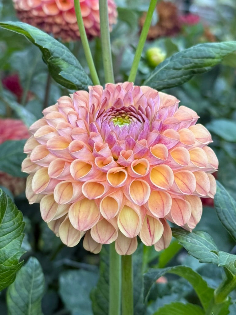 Ghislane dahlia