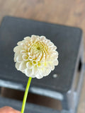 Hapet Barbie dahlia