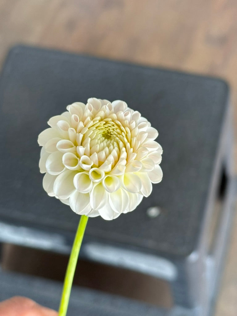 Hapet Barbie dahlia