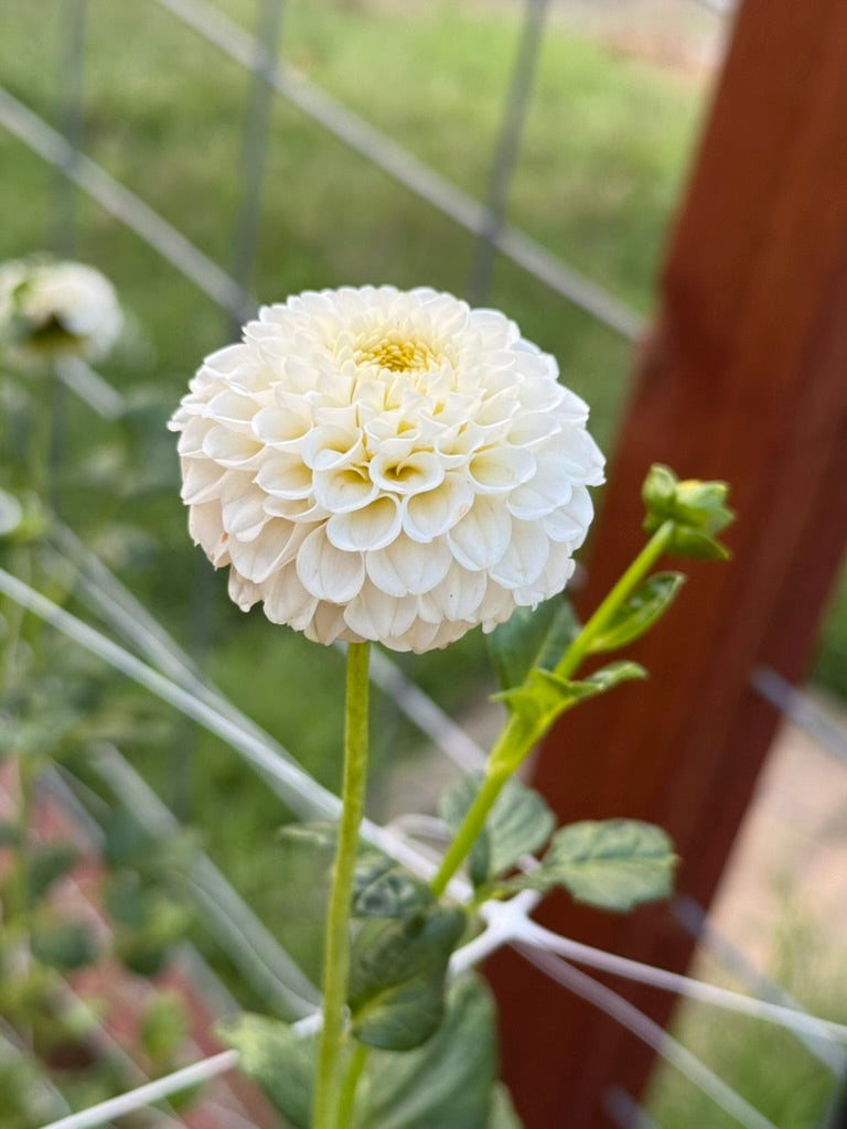 Hapet Barbie dahlia