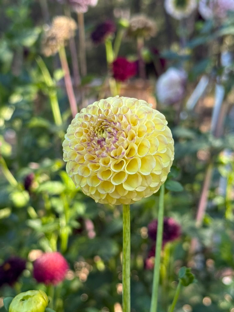 Hapet Compo dahlia