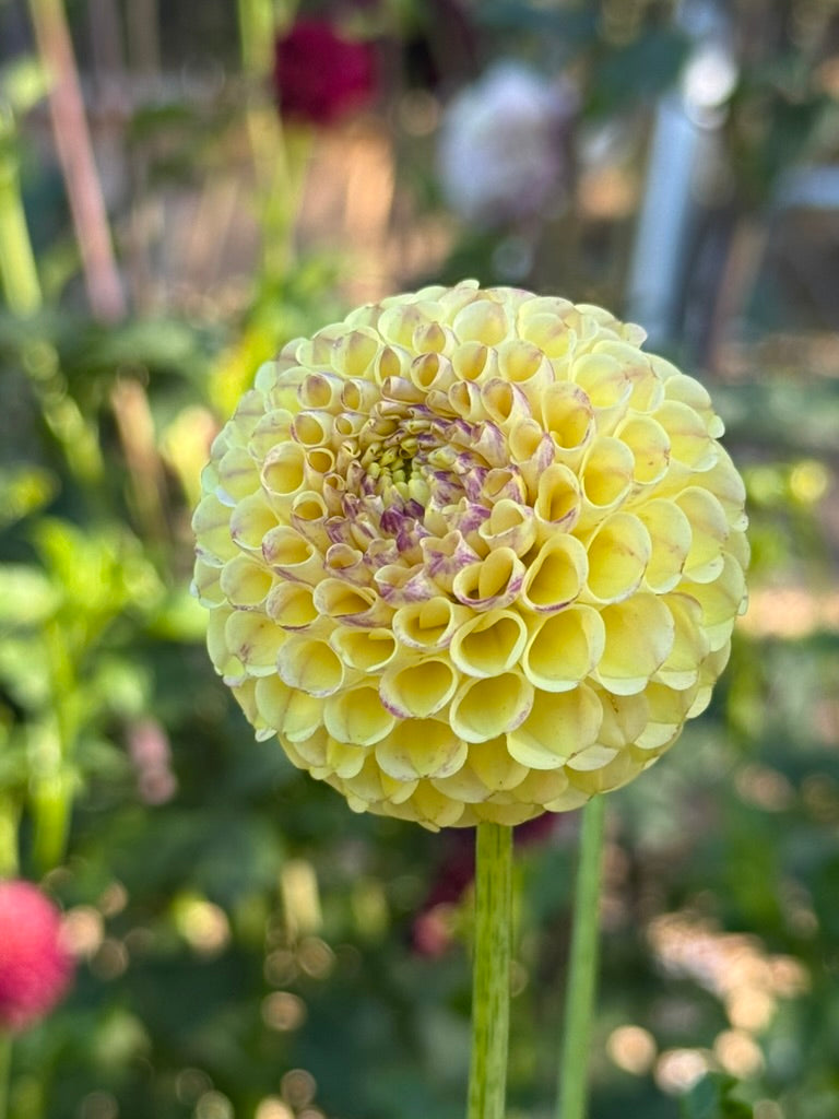 Hapet Compo dahlia