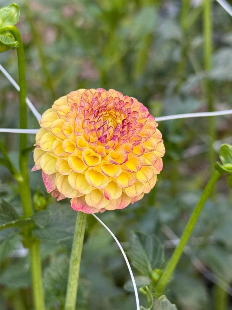 Hapet Compo dahlia