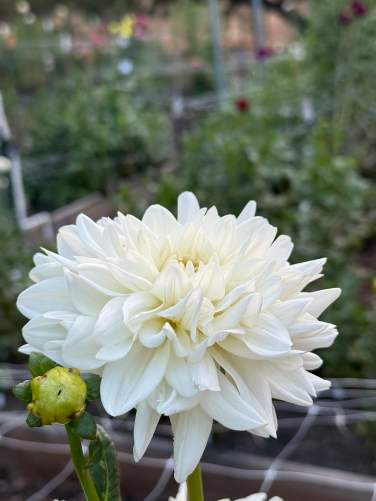 Hapet Ivory Lady dahlia