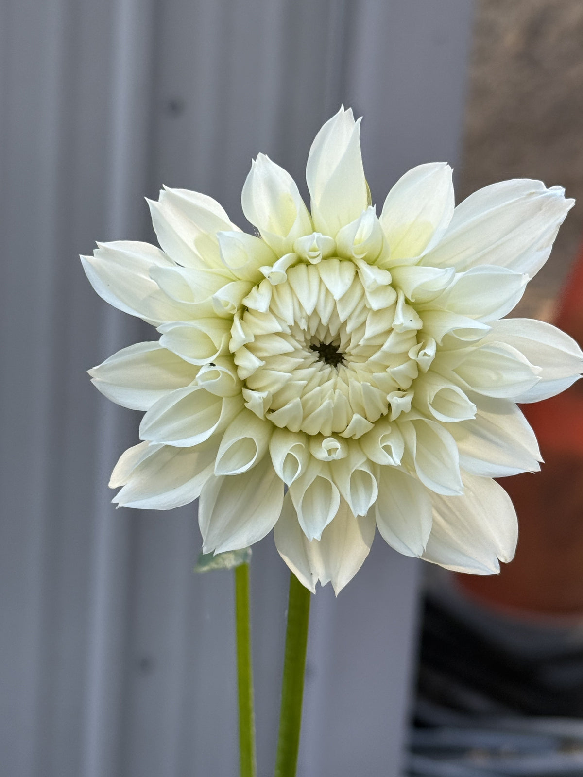 Hapet Mom dahlia bloom in White – photo 2 of 3
