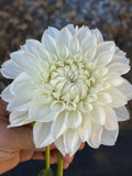 Hapet Mom dahlia bloom in White – photo 1 of 3