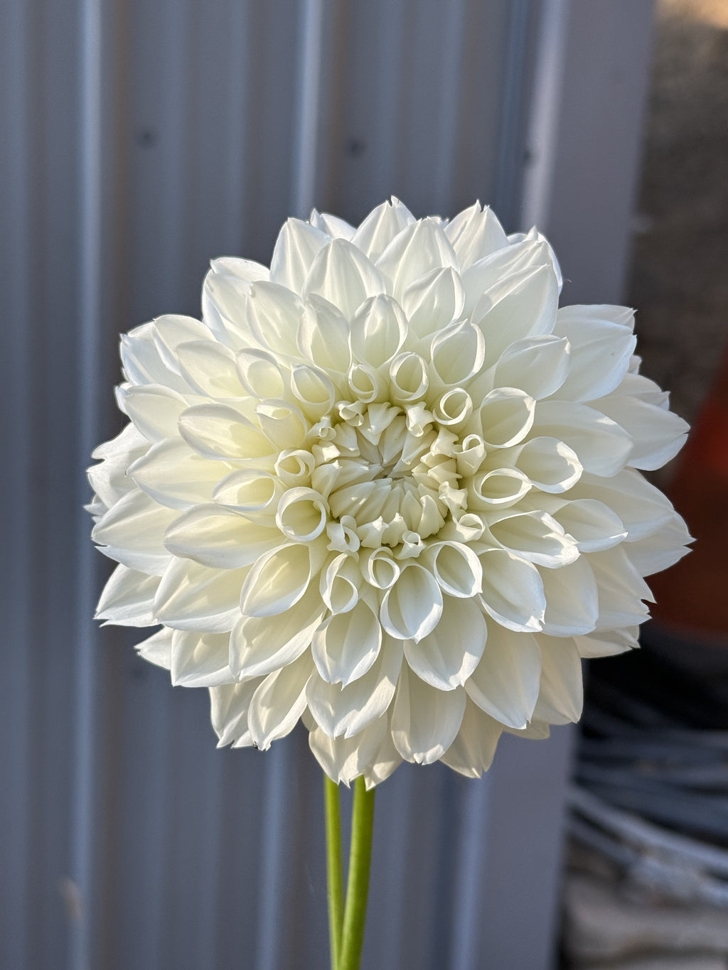 Hapet Mom dahlia bloom in White – photo 3 of 3