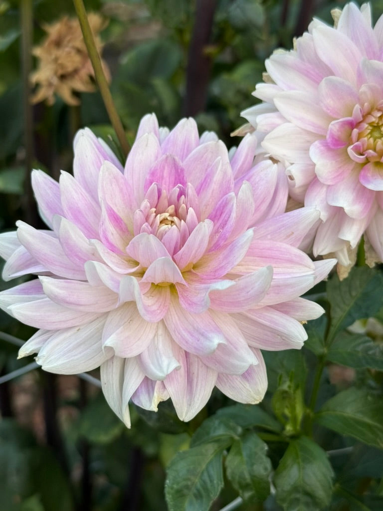 Helia dahlia