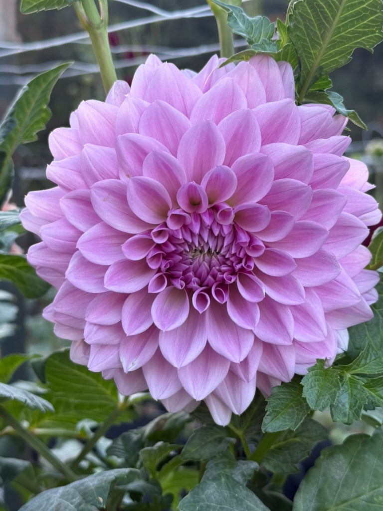 Henk's Lilac Wonder dahlia