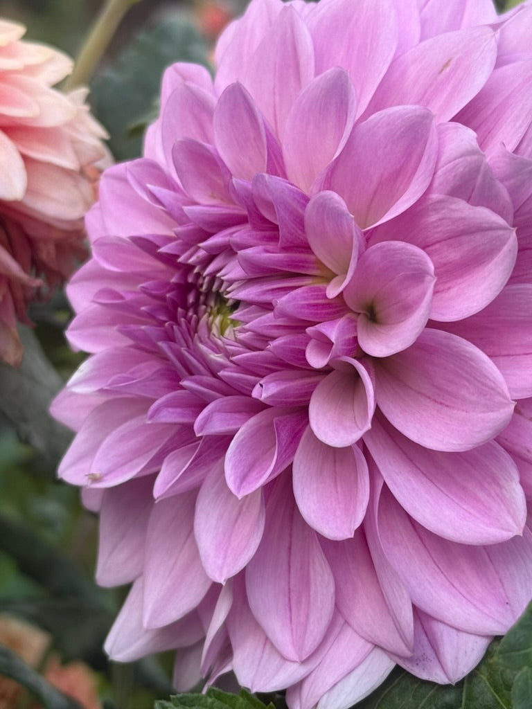 Henk's Lilac Wonder dahlia