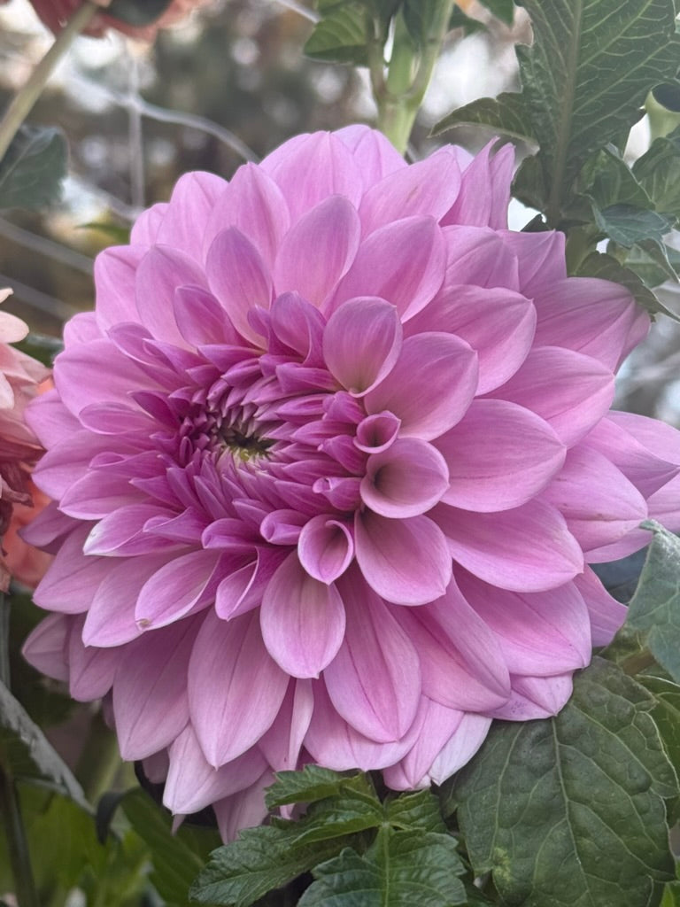 Henk's Lilac Wonder dahlia