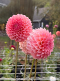 Hillier Tanunda dahlia