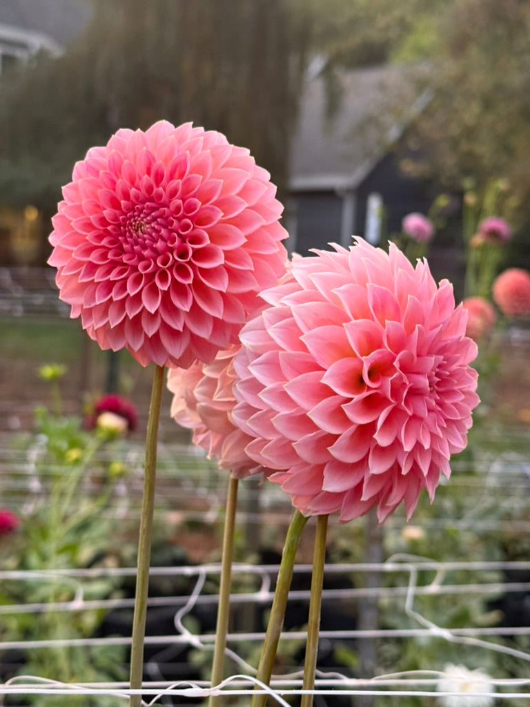 Hillier Tanunda dahlia