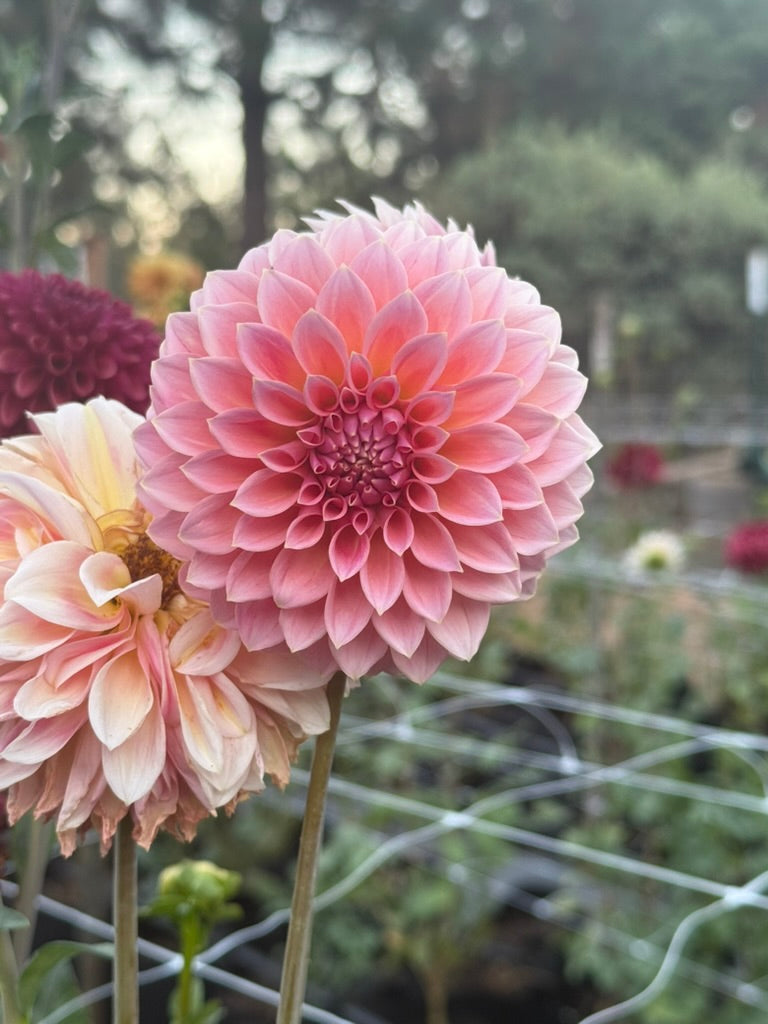 Hillier Tanunda dahlia