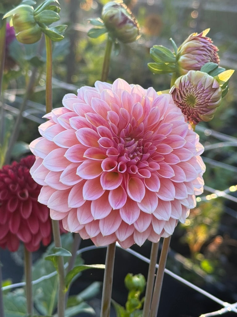 Hillier Tanunda dahlia