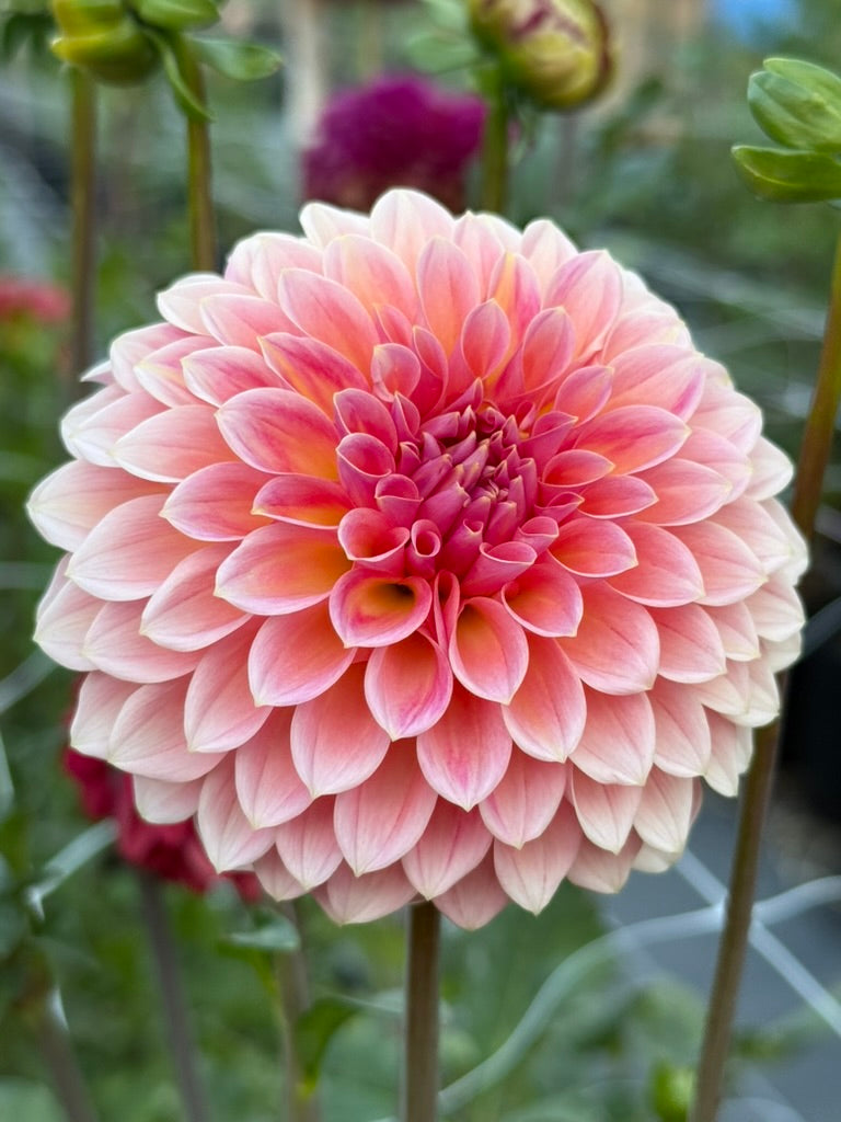 Hillier Tanunda dahlia