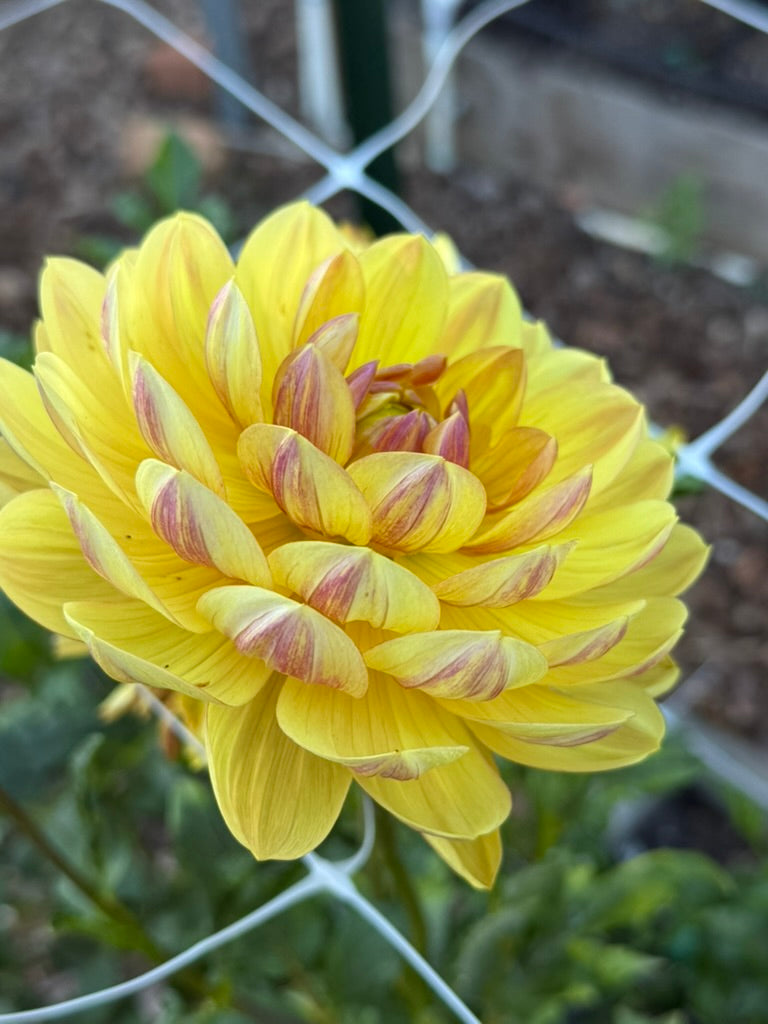 Hollyhill Golden Glow dahlia