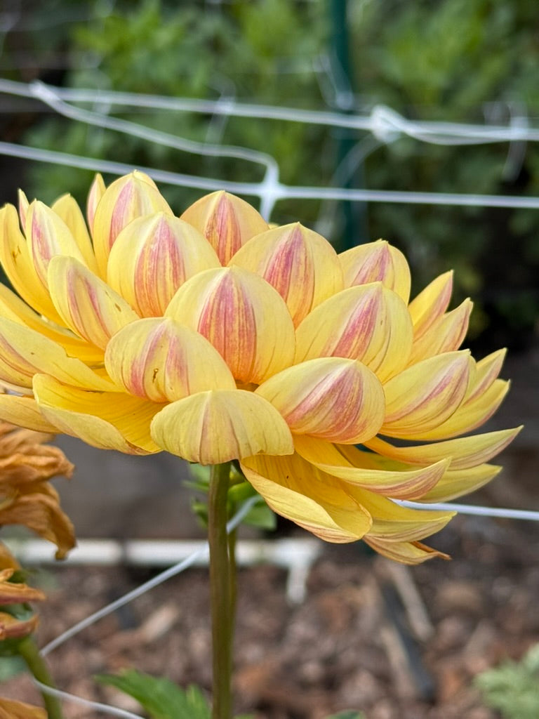 Hollyhill Golden Glow dahlia