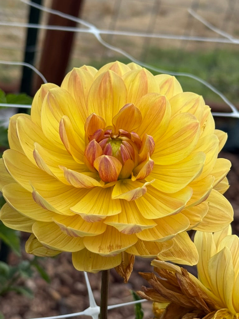Hollyhill Golden Glow dahlia